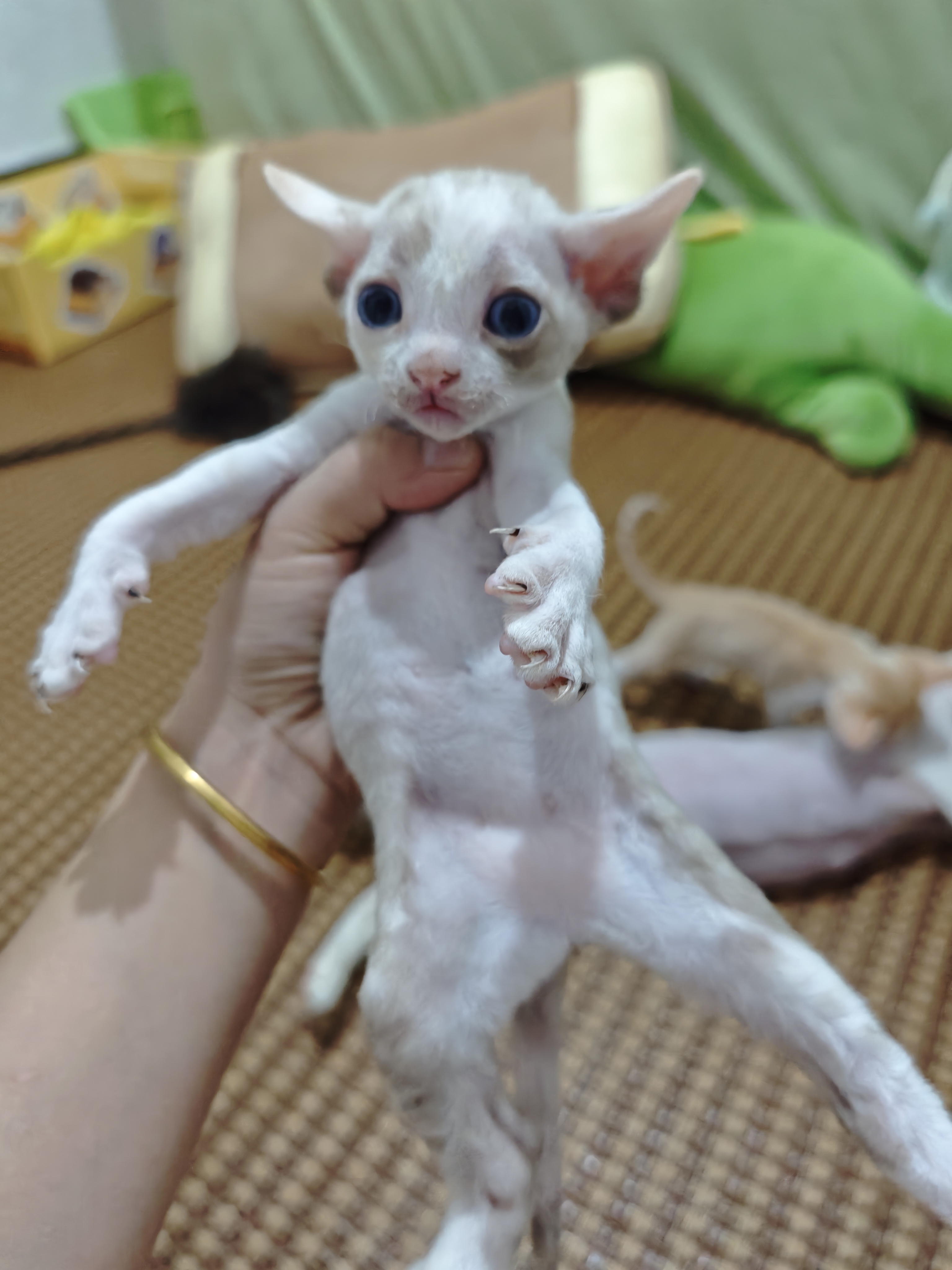 5只德文卷毛猫崽崽找新家